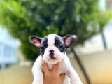 Çok Sevimli French Bulldog Bebeklerimiz