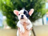 Çok Sevimli French Bulldog Bebeklerimiz