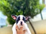 Çok Sevimli French Bulldog Bebeklerimiz