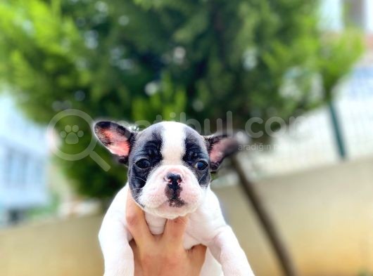 Çok Sevimli French Bulldog Bebeklerimiz görsel