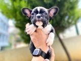 Çok Sevimli French Bulldog Bebeklerimiz