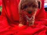 Orji̇nal Toy Poodle Yavrular