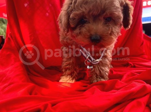 Orji̇nal Toy Poodle Yavrular görsel