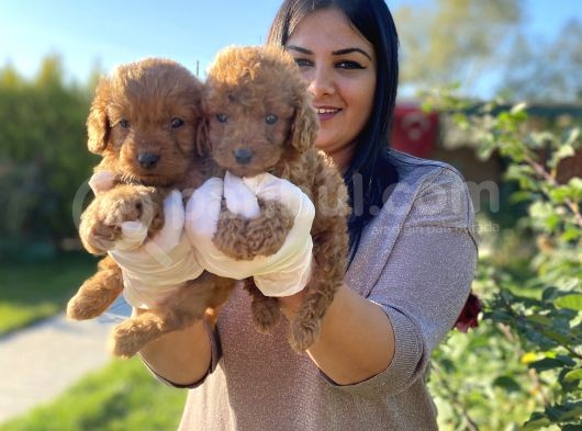 Safkan Toy Poodle Yavrular görsel