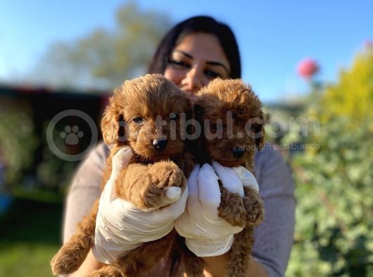 Safkan Toy Poodle Yavrular görsel