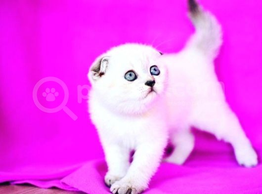 Türünün En Güzeli̇ Blue Point Scottish Fold