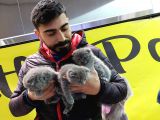 Muhteşem Kelitede Scottish Fold Bebeklerimiz :)