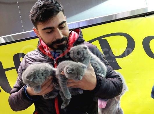 Muhteşem Kelitede Scottish Fold Bebeklerimiz :) görsel