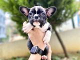 Safkan French Bulldog  Yavrularımız