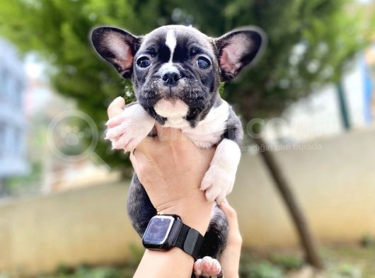 Safkan French Bulldog  Yavrularımız görsel