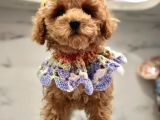 Tatli Tadinda Malti̇poo Yavrulari