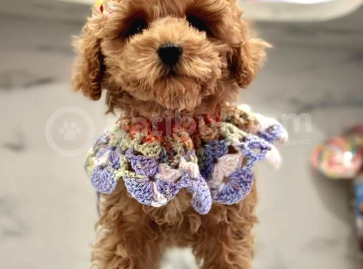 Tatli Tadinda Malti̇poo Yavrulari görsel