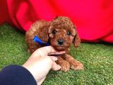 ÇİKOLATA TADINDA TOY POODLE YAVRULARI