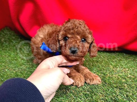 Çi̇kolata Tadinda Toy Poodle Yavrulari
