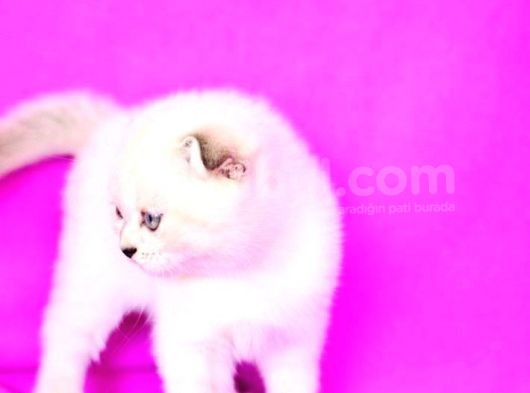 Türünün En Güzeli̇ Blue Point Scottish Fold görsel