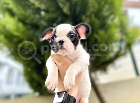 Safkan French Bulldog  Yavrularımız görsel