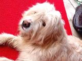 Tatlı ve sevgi dolu terrier Ankara-gönüllüden ücretsiz