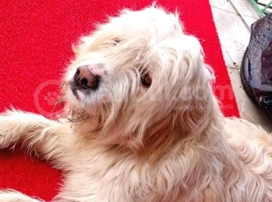 Tatlı Ve Sevgi Dolu Terrier Ankara-Gönüllüden Ücretsiz