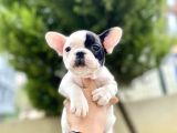 Safkan French Bulldog  Yavrularımız