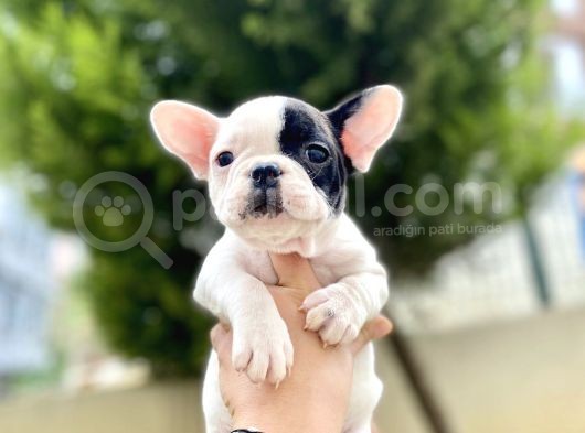 Safkan French Bulldog  Yavrularımız görsel