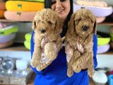 Safkan Toy Poodle Yavrular
