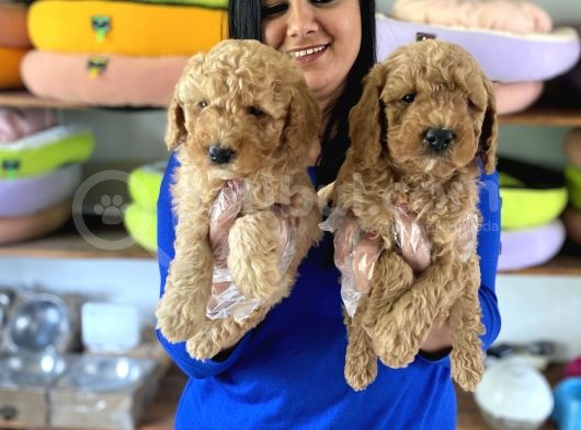 Safkan Toy Poodle Yavrular görsel
