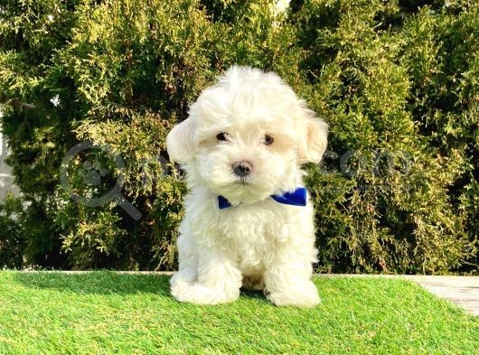 Bal Tadinda Maltese Teri̇er Yavrulari görsel