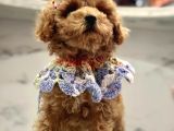 Tatli Tadinda Malti̇poo Yavrulari