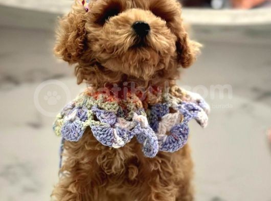 Tatli Tadinda Malti̇poo Yavrulari görsel