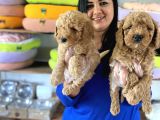 Safkan Toy Poodle Yavrular