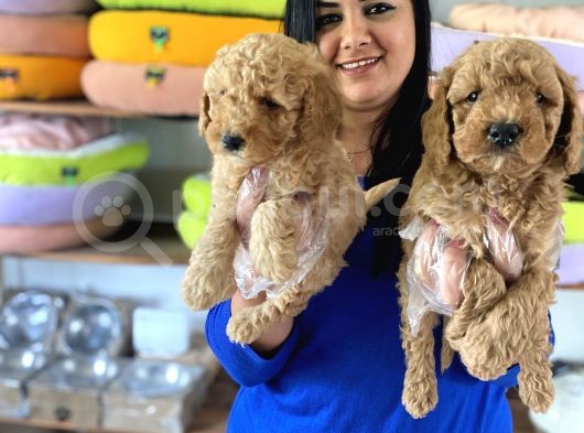 Safkan Toy Poodle Yavrular görsel