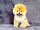 Dişi Pomeranian Boo