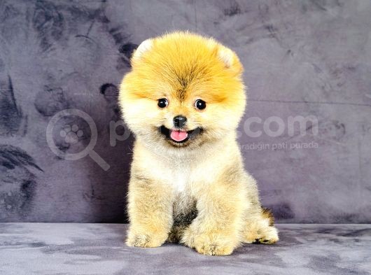 Dişi Pomeranian Boo görsel