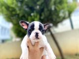 Safkan French Bulldog  Yavrularımız