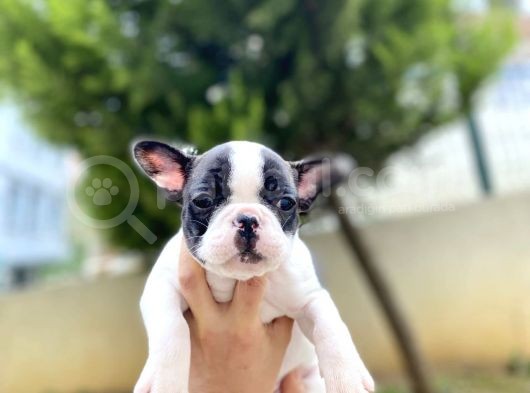 Safkan French Bulldog  Yavrularımız görsel