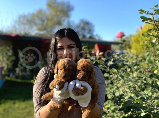 Safkan Toy Poodle Yavrular görsel