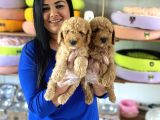 Safkan Toy Poodle Yavrular