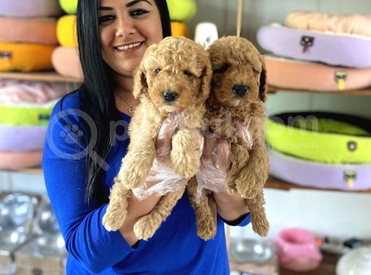 Safkan Toy Poodle Yavrular