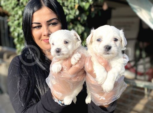 0 numara maltese yavrular