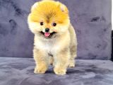 Dişi Pomeranian Boo