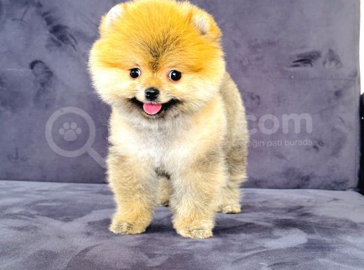 Dişi Pomeranian Boo görsel