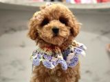 Tatli Tadinda Malti̇poo Yavrulari