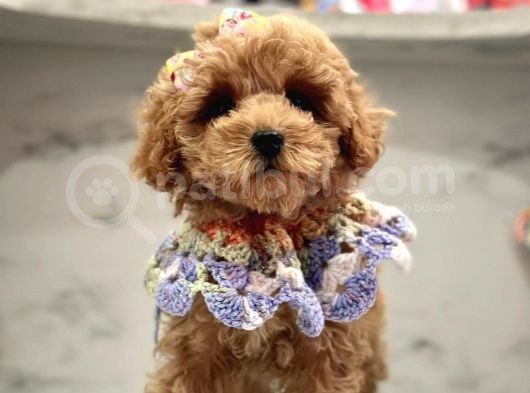 Tatli Tadinda Malti̇poo Yavrulari görsel