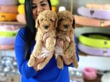 Safkan Toy Poodle Yavrular