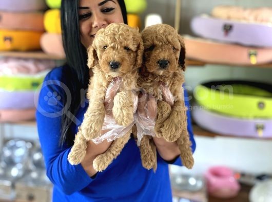 Safkan Toy Poodle Yavrular görsel