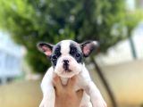 Safkan French Bulldog  Yavrularımız