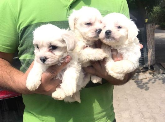 Mükkemmel Maltese Terrier Yavrular görsel