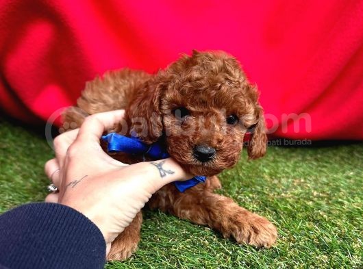 Çi̇kolata Tadinda Toy Poodle Yavrulari görsel