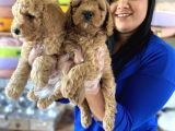 Safkan Toy Poodle Yavrular
