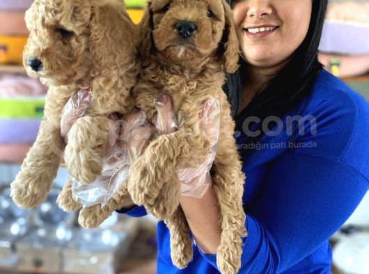 Safkan Toy Poodle Yavrular görsel